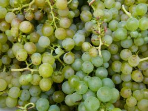 whitegrapes